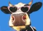 moo Avatar