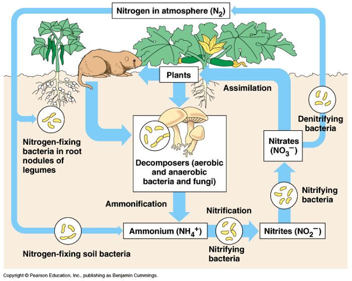 nitrogen_cycle2.jpg