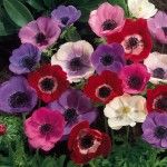 Anemone-flowers-wallpaper-150x150_zps5fd
