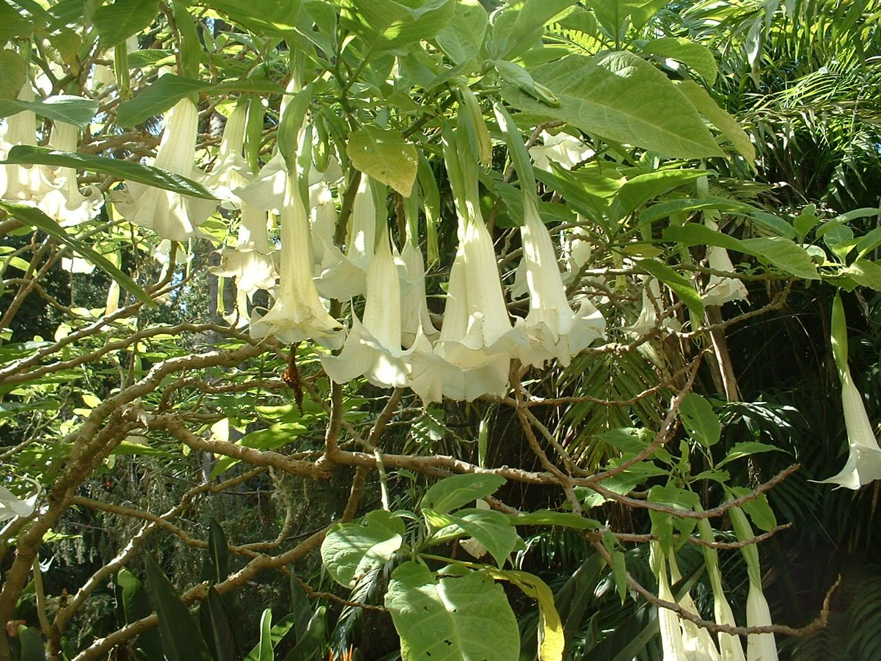 angels trumpet Pictures, Images and Photos