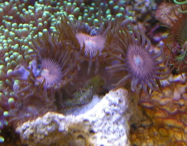 goldcenterzoas - My favorite coral.
