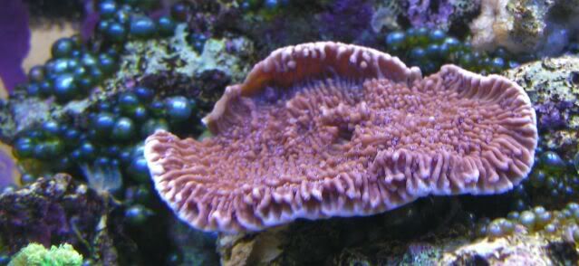 idgrape - My favorite coral.