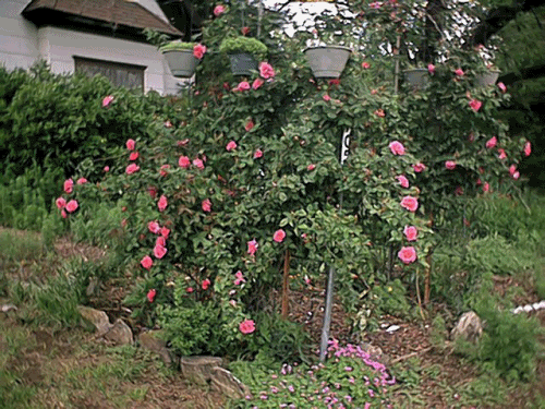 Interesting use for Old Hog Panels - Homesteading Questions