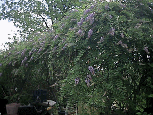 Interesting use for Old Hog Panels - Homesteading Questions