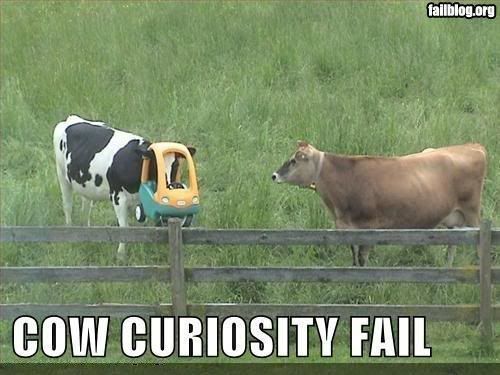 Cow Curiosity Fail - Cattle