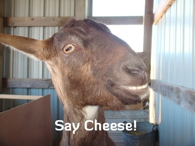 For Patrick....pics you won't want to miss! - Goats