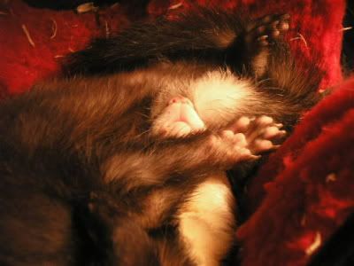sleeping Howard