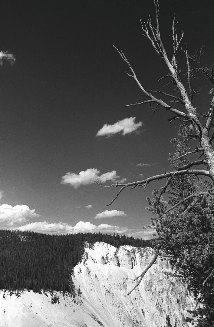 yellowstonetreecanyon.jpg