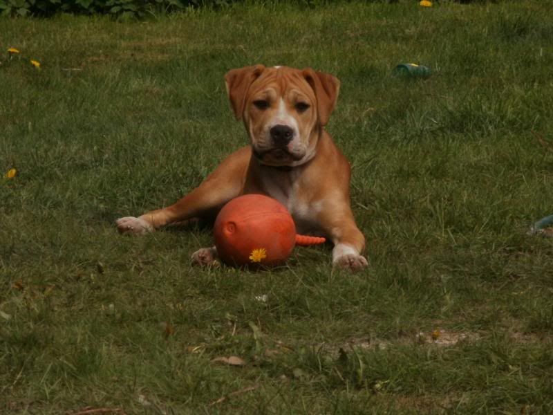 Dogue+de+bordeaux+cross+staffordshire+bull+terrier