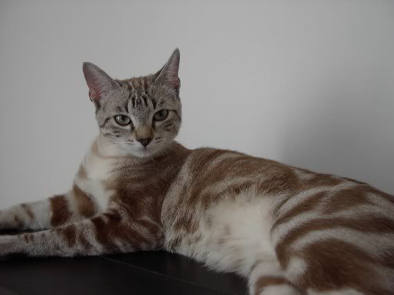 Katzen3.jpg