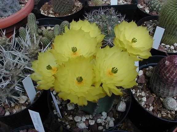 Echinocereussubinermis1.jpg