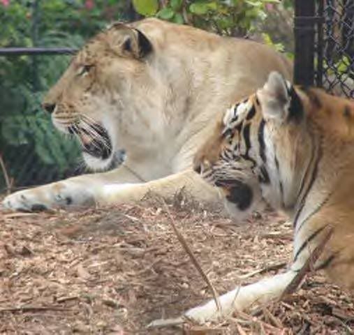 Liger Running