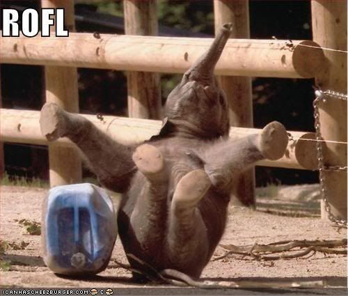 rofl elephant