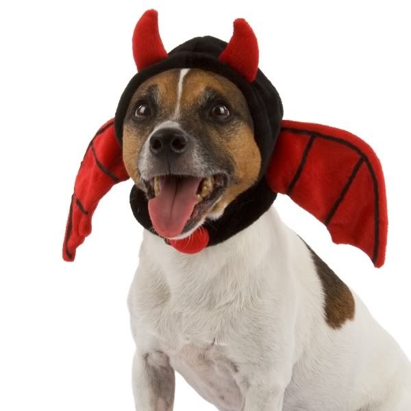 devil-dog-bat-hat.jpg