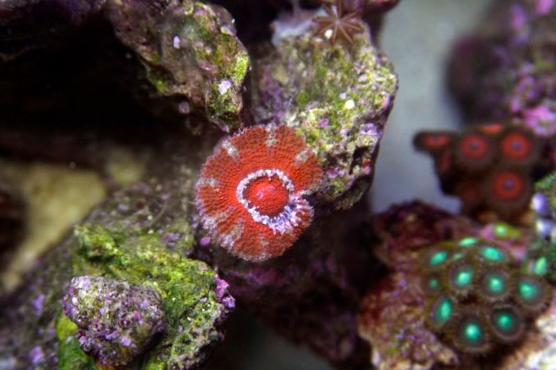 acan.jpg