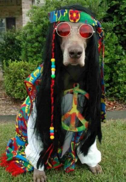 LAGGAAHIPPIEDOGVERYGOODANDFUNNY.jpg