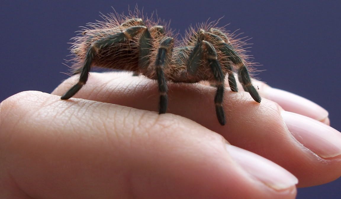 Tarantulas In New Mexico. A baby tarantula on my hand