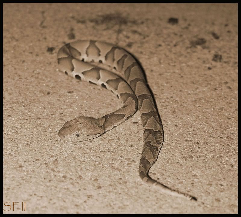 Baby Copperhead Snake