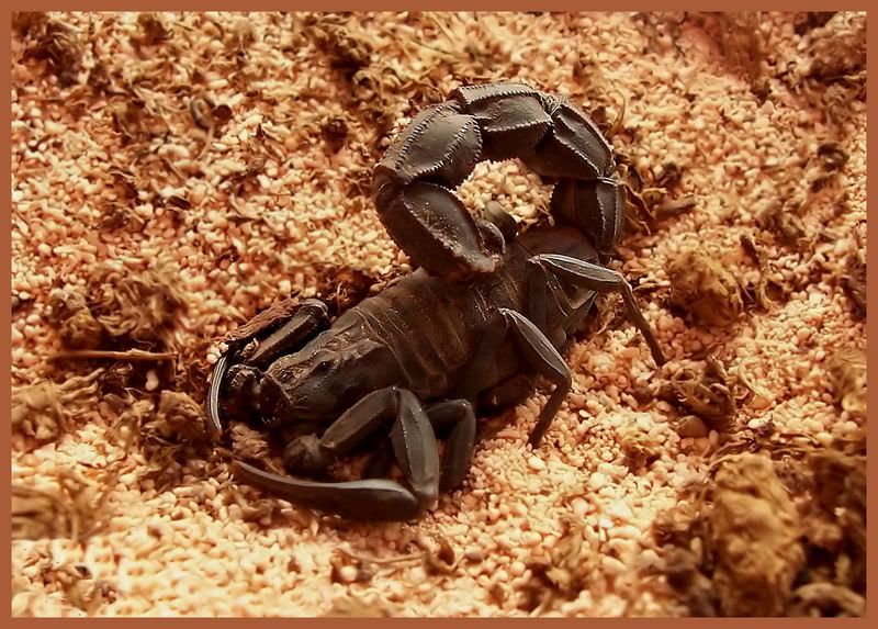 scorpion big