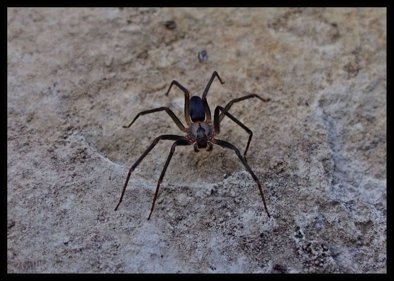 common missouri spiders