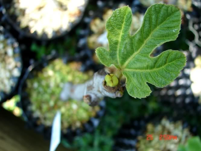 Photobucket Pictures, Images and Photos