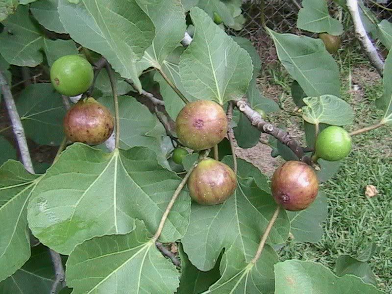 Photobucket Pictures, Images and Photos