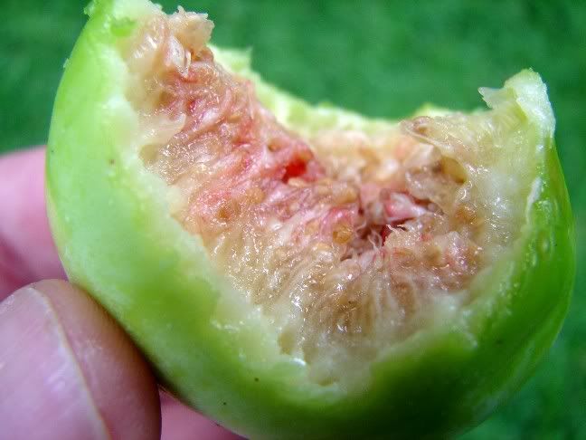 [AA0012060704-01Fruit]