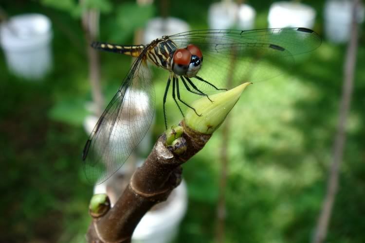 Photobucket Pictures, Images and Photos