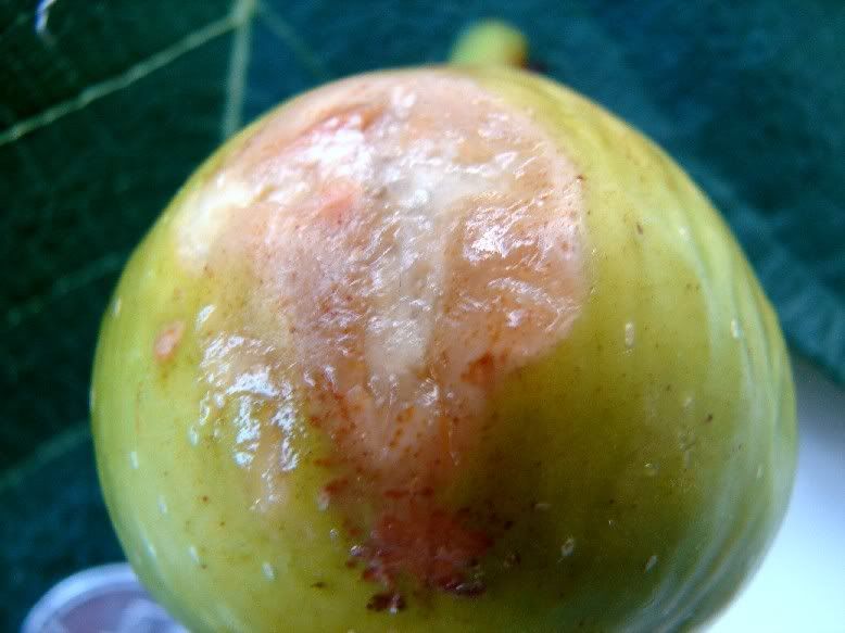  photo AA0021060626Sorefromziploc.jpg