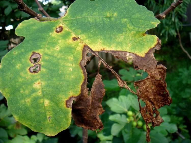 rust leaf