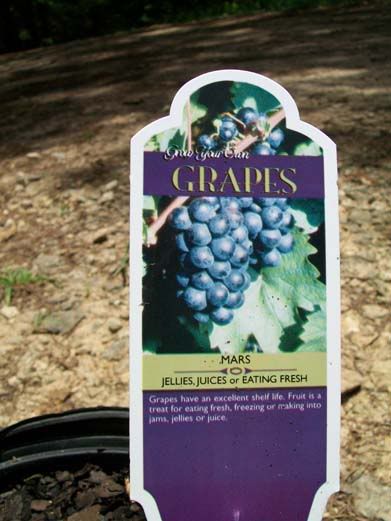 Grape Plants - Grow Concord Grapes, Fruit.