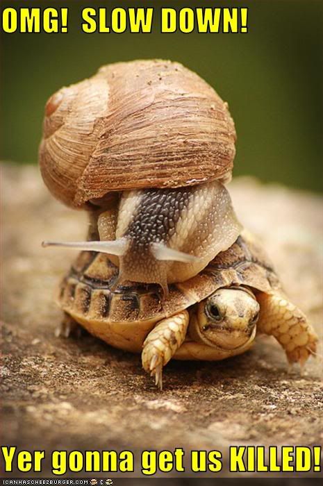 funny-pictures-snail-is-on-turtle.jpg?t=1249431833