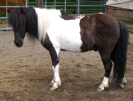 http://i83.photobucket.com/albums/j294/monsterpony/Cookie.jpg