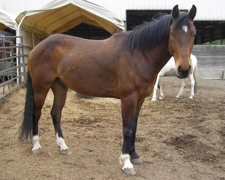IMAGE(http://i83.photobucket.com/albums/j294/monsterpony/Dudley-2.jpg)