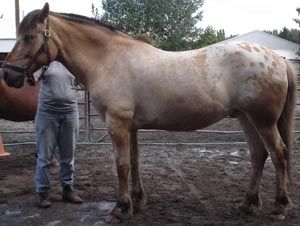 IMAGE(http://i83.photobucket.com/albums/j294/monsterpony/FlekeL.jpg)