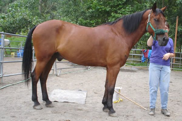 IMAGE(http://i83.photobucket.com/albums/j294/monsterpony/Harley/harleysideold.jpg)