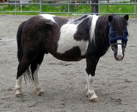 IMAGE(http://i83.photobucket.com/albums/j294/monsterpony/Romeo.jpg)