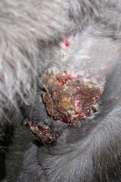 http://i83.photobucket.com/albums/j294/monsterpony/Sarcoid/sarcoid11.jpg