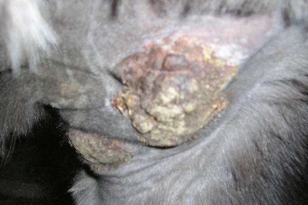 http://i83.photobucket.com/albums/j294/monsterpony/Sarcoid/sarcoid4.jpg