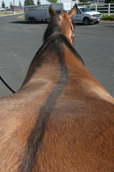 IMAGE(http://i83.photobucket.com/albums/j294/monsterpony/bay%20maybe/dorsal2.jpg)