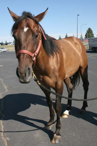 IMAGE(http://i83.photobucket.com/albums/j294/monsterpony/bay%20maybe/frontsun.jpg)