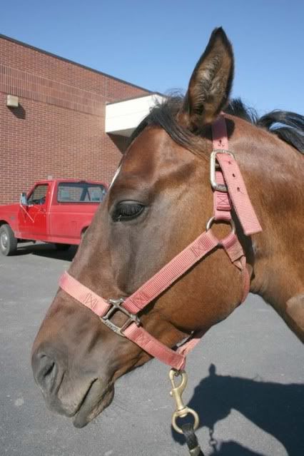 IMAGE(http://i83.photobucket.com/albums/j294/monsterpony/bay%20maybe/headsun.jpg)
