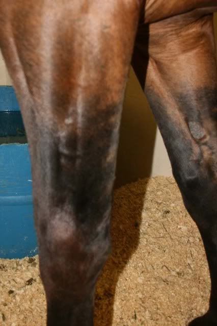 IMAGE(http://i83.photobucket.com/albums/j294/monsterpony/bay%20maybe/leftleg.jpg)