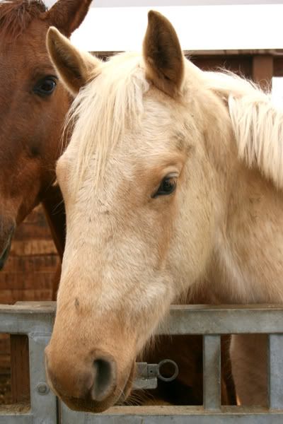 IMAGE(http://i83.photobucket.com/albums/j294/monsterpony/dianaface.jpg)