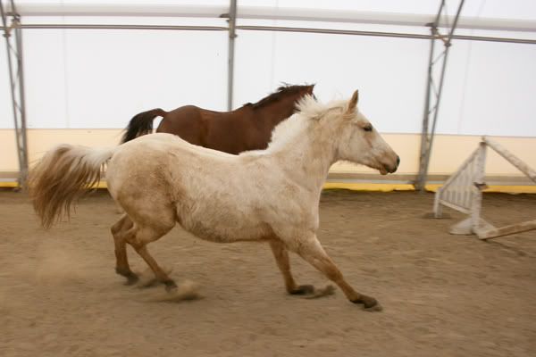 IMAGE(http://i83.photobucket.com/albums/j294/monsterpony/dianafence.jpg)