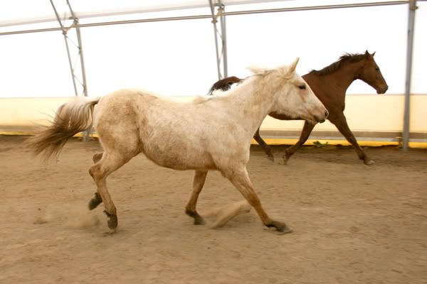 IMAGE(http://i83.photobucket.com/albums/j294/monsterpony/diananearfence.jpg)