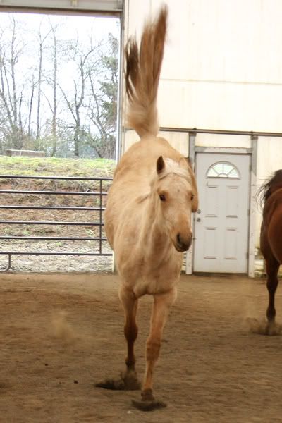 IMAGE(http://i83.photobucket.com/albums/j294/monsterpony/dianarbucktail.jpg)
