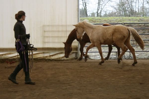 IMAGE(http://i83.photobucket.com/albums/j294/monsterpony/dianatrotsaway.jpg)