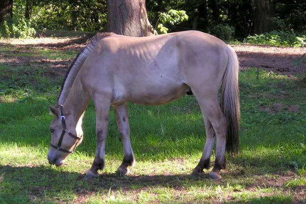 IMAGE(http://i83.photobucket.com/albums/j294/monsterpony/donnyskinny-1.jpg)