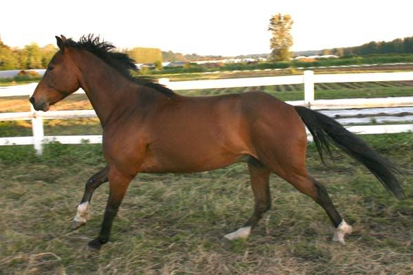 IMAGE(http://i83.photobucket.com/albums/j294/monsterpony/dudleyrun2S.jpg)